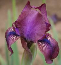 Iris 'Theseus'. Photo: A. Hoog.
